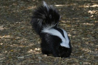 skunk removal Ottawa