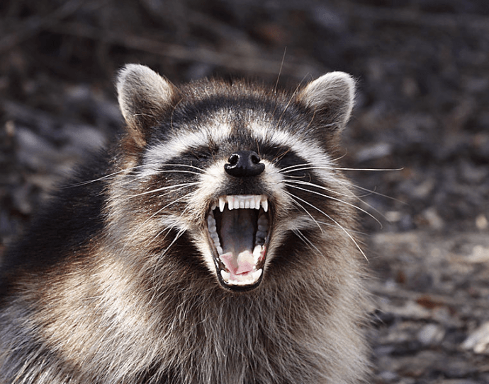 Raccoon Removal Ottawa