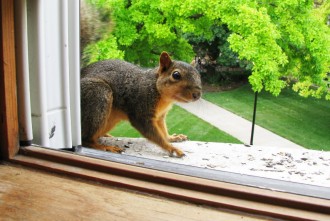 Squirrel Removal Ottawa