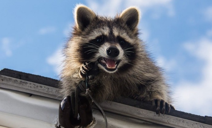 Wildlife Removal Ottawa