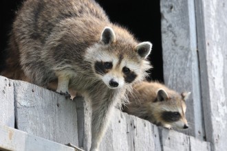 contrôle des animaux