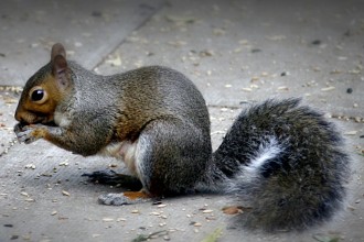 Squirrel Removal