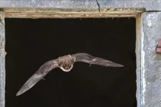 chauve souris maison