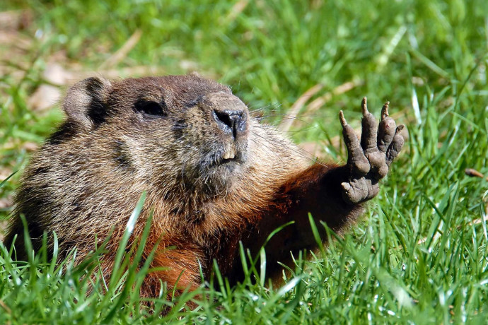 comment se débarrasser d une marmotte