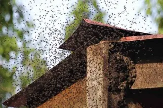 extermination gatineau