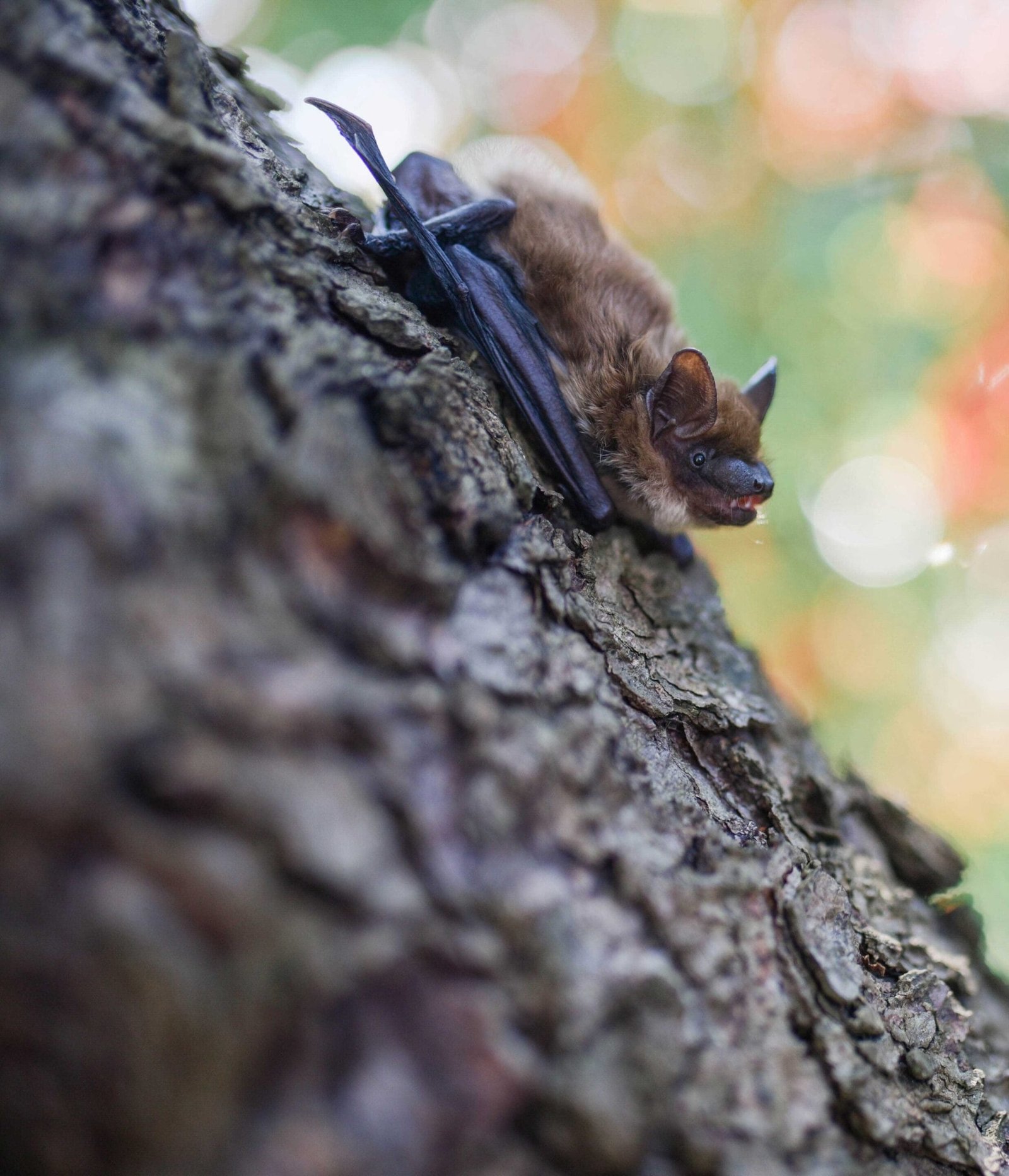 Capturer des ChauveSouris dans le Grenier à GatineauOttawa Méthodes — free download