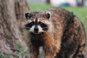 Capture de raton laveur à Gatineau : La prévention pour éviter les infestations