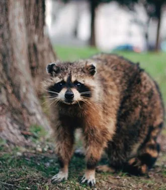 ottawa wildlife removal