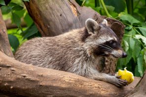 Contrôle animalier à Gatineau : Un service essentiel pour la gestion des nuisibles sauvages