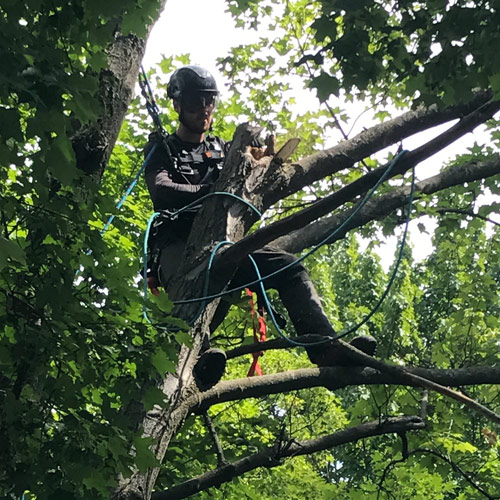 élagage d’arbre à Gatineau